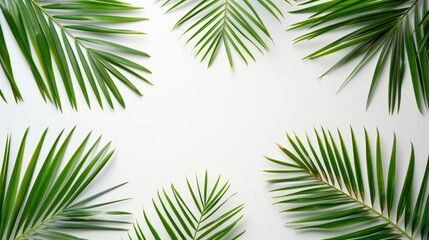 Palm branches on a white background. Suitable for board, postcards,Border settings, copy space. - Generative Ai