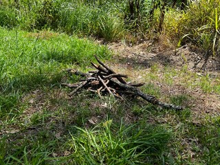 Firewood gathered in the grass