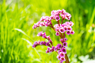 Pink flowers of blossom bergenia in the sunlight.