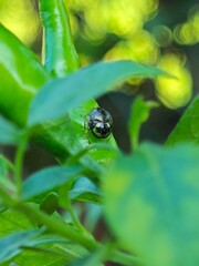 Bug on green chilli