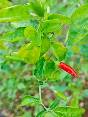 Red and green chilli