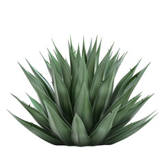 Obraz premium Agave bush isolated on white background