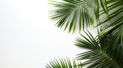 Palm branches on a white background. Suitable for board, postcards,Border settings, copy space. - Generative Ai