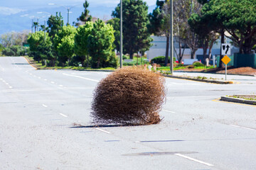 Large dry tumbleweed rolls across a deserted city street on a bright, sunny day