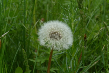 dandelion in the grass