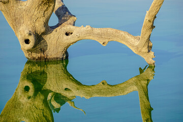 Dry trees in the Valdeca&ntilde;as reservoir