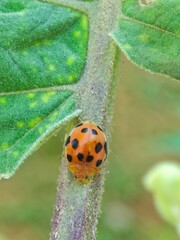 ladybug