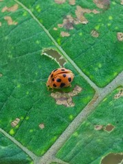 ladybug