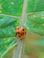 ladybug