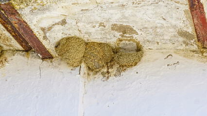 Swallow's nests under the arcades of a whitewashed building