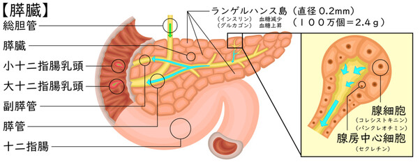 膵臓　イラスト　日本語