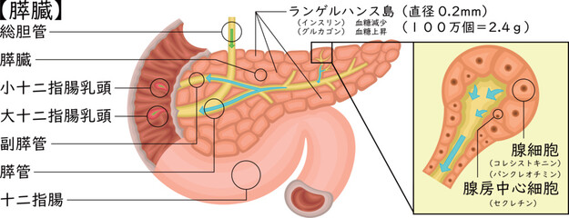 Obraz premium 膵臓 イラスト 日本語