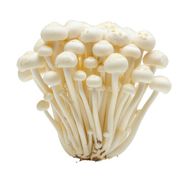 Enoki mushroom isolated on white background