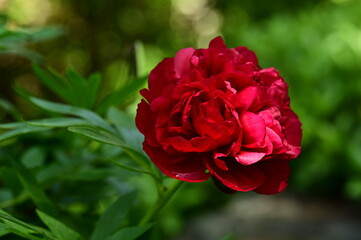 Bright red peony in the garden