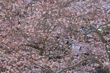 Cherry blossoms near Funaoka Castle at Tateyama Funaoka, Shibata, Shibata District, Miyagi, Japan