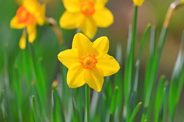 Spring-blooming yellow daffodils (narcissus) flowers in the garden 
