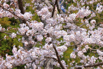 Cherry blossoms near Funaoka Castle at Tateyama Funaoka, Shibata, Shibata District, Miyagi, Japan
