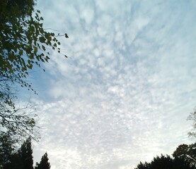 Fluff in the sky - Fluffy Clouds