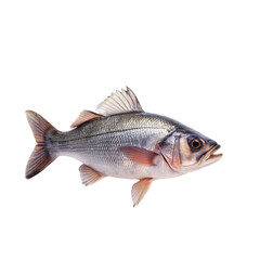 fish isolated on white background
