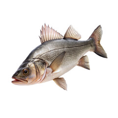 Fototapeta premium fish isolated on white background 