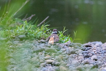 A killdeer uses the 