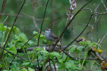 Bewick's Wren amongst pacific north west foliage in the rain. 