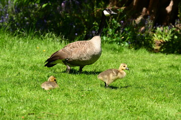 Adorable goslings with parents, Canada geese. Victoria, BC, Canada