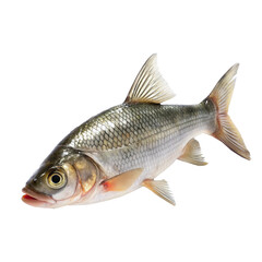 Fototapeta premium fish on a white background