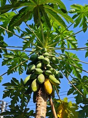 papaya
