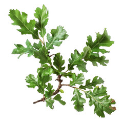 Green oak branch with leaves isolated on white background
