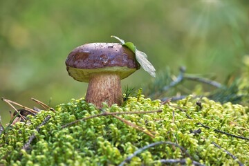 Pinewood king bolete mushroom growing amidst the moss