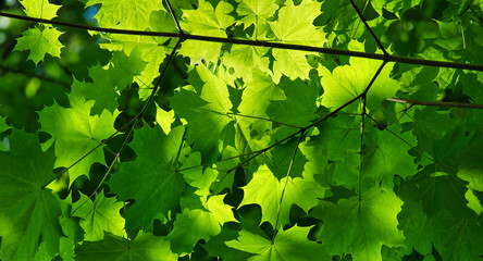 Sunlight filtering through green leaves in a lush forest canopy