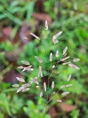 flowers in the forest