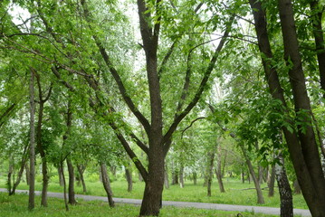 Obraz premium trees in the park