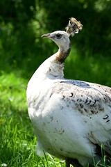Beautiful peahen in the park, regal bird. 
