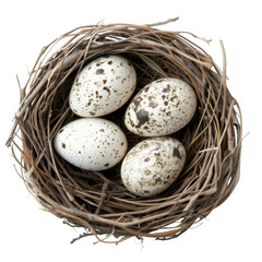 Obraz premium Nest with eggs isolated on white background