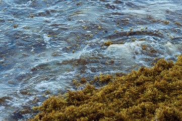 sargassum on beach in cancun 