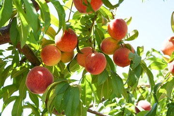 Fresh Ripe Peach fruits on a tree branch with leaves closeup, A bunch of ripe Peaches on a branch, Ripe delicious fruit peaches on the tree, Ripe sweet peach fruits grow on a peach tree branch