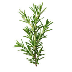 Fototapeta premium Rosemary stem isolated on white background
