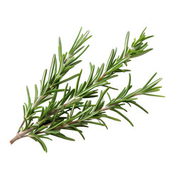 Fototapeta premium Rosemary stem isolated on white background