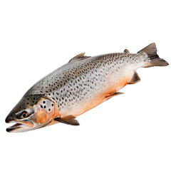 Obraz premium Salmon isolated on white background