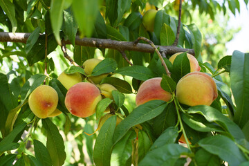 Fresh young unripe Peach fruits on a tree branch with leaves closeup, A bunch of unripe Peaches on a branch, beautiful delicious fruit peaches on the tree, peach fruits grow on a peach tree branch