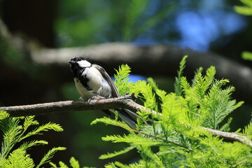 木の枝にとまるシジュウカラ