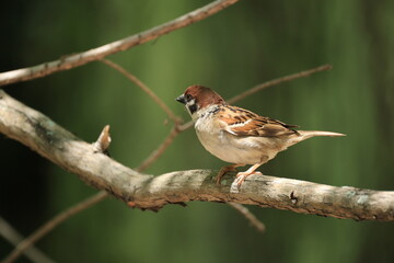 木の枝にとまる1匹の夏羽のスズメ