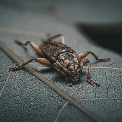 Close-up of a brown beetle on a textured leaf (Cerambycidae)