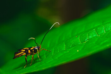 A colorful insect with long antennae on a green leaf
