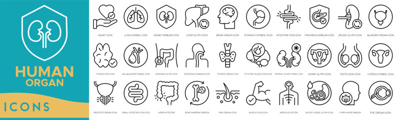 Human organ icon set. Heart, Lung Symbol, Kidney Emblem, Liver Glyph, Brain Organ, Stomach Symbol, Intestine and Pancreas Emblem