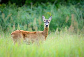 Roe deer female ( Capreolus capreolus )