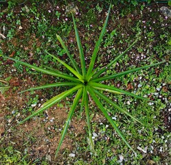 grass in the garden