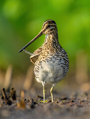 Common Snipe ( Gallinago gallinago ) close up